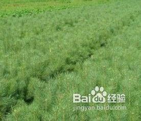 苗圃成立背景,从萌芽到繁盛——探索我国青少年艺术教育新篇章