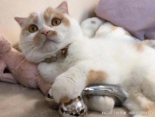 网红猫猫,网络红人的魅力之旅